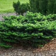 Саженец пихты Бальзамическая нана в контейнере