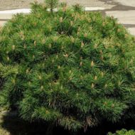 Саженец сосны черной Брепо (привитой) в контейнере