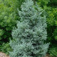 Саженец кипарисовика Boulevard в контейнере