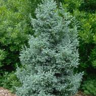 Саженец кипарисовика Boulevard в контейнере