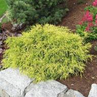 Саженец кипарисовика горохеплодного Filifera Aurea в контейнере