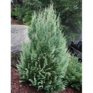 Саджанець кипарисовика Лавсона Вайт Спот в контейнере