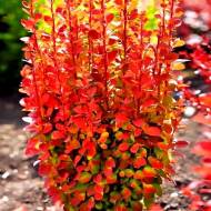 Саджанець Барбарис Тунберга Оранж Рокет в контейнері