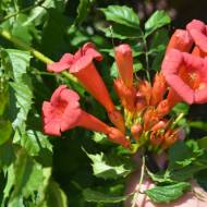 Саджанець Кампсис Габор в контейнері