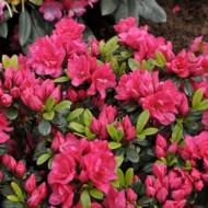 Саженец азалии японской Канцонетта в контейнере