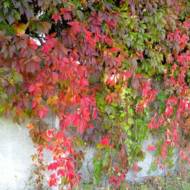 Саджанець Виноград дівочий Енгельмана в контейнері