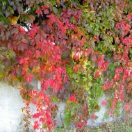 Саженец винограда девичьего Энгельмана в контейнере