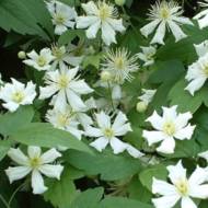 Саджанець клематис Саммер Сноу в контейнері