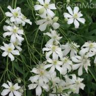 Саджанець клематиса Саммер Сноу в контейнере