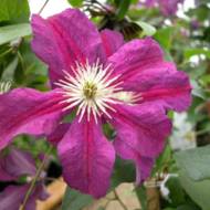 Саженец клематиса Восток в контейнере