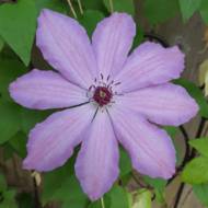 Саженец клематиса Джоан Пиктон в контейнере