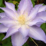 Саджанець Клематис Тирислунд в контейнері