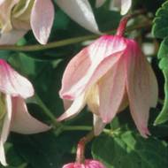 Саджанець Княжик Пінк Фламінго в контейнері