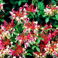 Саджанець Жимолость Капріфоль Серотіна в контейнері