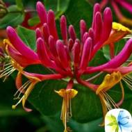 Саженец жимолости Каприфоль Американ Бьюти в контейнере