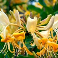 Саджанець Жимолость (витка) Капріфоль в контейнері