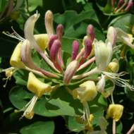 Саженец жимолости (вьющейся) Каприфоль в контейнере