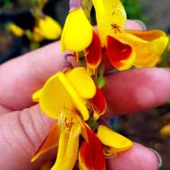 Саджанець Рокитник Андреанус в контейнері