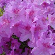 Саджанець Азалія японська Ледіканенс в контейнері