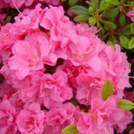 Саджанець Азалія японська Розінетта в контейнері