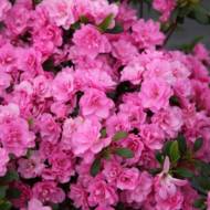 Саженец азалии японской Розинетта в контейнере