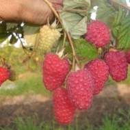 Саджанець Малина Брусвяна в контейнері