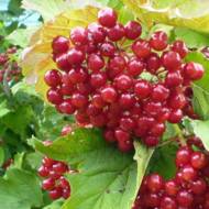 Саджанець Калина київська садова в контейнері