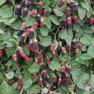 Саджанець Ожина Халл Б'юті в контейнері