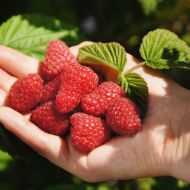 Саджанець Малина Б'ютіфул в контейнері