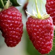 Саджанець Малина Джорджія в контейнері