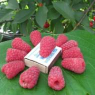 Саджанець Малина Жанна Орлеанська в контейнері