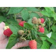 Саженец Малина Жанна Орлеанская в контейнере