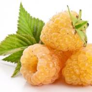 Саженец Малина Каскад Голд в контейнере