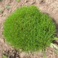 Сантоліна зелена в контейнері