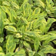 Саженец шалфея Ауреа в контейнере