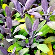 Саженец шалфея лекарственного Пурпурешенс в контейнере