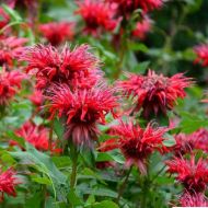 Саджанець Монарда (бергамот) Фаєр Бол в контейнері