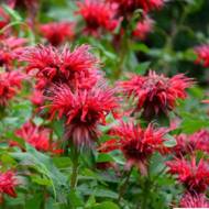 Саженец монарды (бергамота) Файер Болл в контейнере