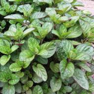 Саженец мяты перечной апельсиновой Гранада в контейнере