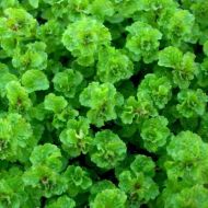 Саджанець М'ята кучерява Кріспа в контейнері