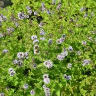 Саженец мяты кудрявой Криспа в контейнере