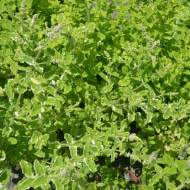 Саженец мяты Варьегата в контейнере