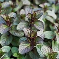 Саджанець М'ята шоколадна в контейнері