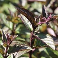 Саженец мяты шоколадной в контейнере