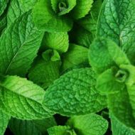 Саджанець М'ята полунична в контейнері