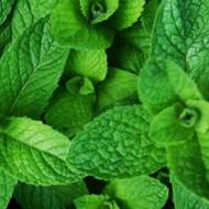 Саджанець М'ята полунична в контейнері