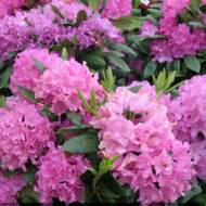 Саджанець Рододендром Розеум Елеганс в контейнері