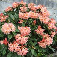 Саженец рододендрома Флаутанда в контейнере