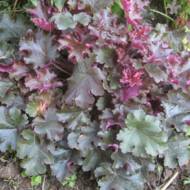 Саженец гейхеры Emperors New Clothes в контейнере