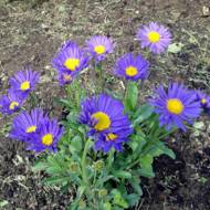 Саджанець Айстра альпійська Дарк Блю в контейнері